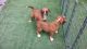 Boxer Puppies for sale in Maryland Ave SW, Washington, DC, USA. price: $400