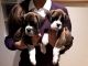 Boxer Puppies for sale in Phoenix Country Club, Phoenix, AZ, USA. price: NA
