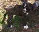 Boxer Puppies for sale in Fort Wayne, IN, USA. price: $500