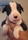 Boxer Puppies for sale in Melbourne, FL 32935, USA. price: NA