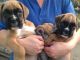 Boxer Puppies for sale in CA-1, Los Angeles, CA, USA. price: NA