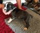 Boxer Puppies for sale in SC-101, Greer, SC, USA. price: NA