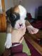 Boxer Puppies for sale in Orange Park Northway, Orange Park, FL 32073, USA. price: NA