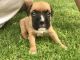 Boxer Puppies for sale in Detroit, MI 48201, USA. price: NA