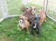 Boxer Puppies for sale in Napa River Trail, Napa, CA 94558, USA. price: $350