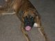 Boxer Puppies for sale in Washington Court House, OH 43160, USA. price: $450