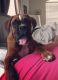 Boxer Puppies for sale in Killeen, TX, USA. price: $1,200