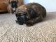Boxer Puppies for sale in New Orleans, LA, USA. price: NA