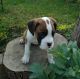 Boxer Puppies for sale in Central Ave, Jersey City, NJ, USA. price: NA