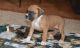 Boxer Puppies for sale in Charlestown, RI, USA. price: $500