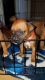 Boxer Puppies for sale in Creedmoor, NC 27522, USA. price: NA