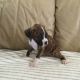Boxer Puppies for sale in Moreno Valley, CA, USA. price: NA