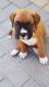 Boxer Puppies for sale in Panacea, FL 32346, USA. price: NA