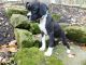 Boxer Puppies for sale in Fredericktown, OH 43019, USA. price: NA