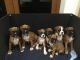 Boxer Puppies for sale in TX-249, Houston, TX, USA. price: NA