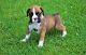 Boxer Puppies for sale in Birmingham, AL 35201, USA. price: NA