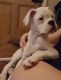 Boxer Puppies for sale in Clifton, NJ, USA. price: NA