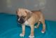 Boxer Puppies for sale in Dry Run, PA 17220, USA. price: NA