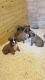 Boxer Puppies for sale in 917 Edwards Ave, Santa Rosa, CA 95401, USA. price: NA