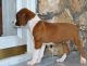 Boxer Puppies for sale in San Marcos, TX 78666, USA. price: NA
