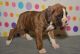 Boxer Puppies for sale in Ontario St, Kingston, ON, Canada. price: NA