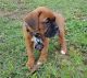 Boxer Puppies for sale in Charlotte, NC, USA. price: NA