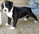 Boxer Puppies for sale in Sacramento, CA 94203, USA. price: NA