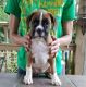 Boxer Puppies for sale in Chesnee, SC 29323, USA. price: $500