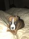 Boxer Puppies for sale in Thomasville, NC 27360, USA. price: NA