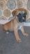 Boxer Puppies for sale in Chicopee, MA, USA. price: $500