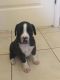 Boxer Puppies for sale in Norfolk, VA, USA. price: NA