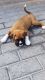 Boxer Puppies for sale in Kentucky St, Petaluma, CA 94952, USA. price: $180