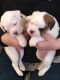 Boxer Puppies for sale in Ocala, FL 34470, USA. price: NA