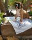 Boxer Puppies for sale in Irvine, CA, USA. price: NA