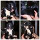 Boxer Puppies for sale in Buckhannon, WV 26201, USA. price: NA