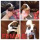 Boxer Puppies for sale in Caro, MI 48723, USA. price: NA