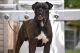 Boxer Puppies for sale in Draper, VA 24324, USA. price: NA