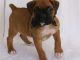Boxer Puppies for sale in Benton, IL 62812, USA. price: $250