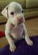 Boxer Puppies for sale in Las Vegas, NV, USA. price: $1,999