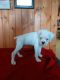 Boxer Puppies for sale in Allen Park, MI 48101, USA. price: NA