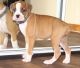 Boxer Puppies for sale in Haleiwa, HI 96712, USA. price: $650