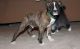 Boxer Puppies for sale in Barstow, MD 20610, USA. price: NA