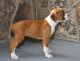 Boxer Puppies for sale in Peoria, IL 61612, USA. price: NA