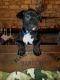 Boxer Puppies for sale in Metamora, IN 47030, USA. price: NA