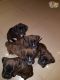 Boxer Puppies for sale in 305 Florida Grove Rd, Keasbey, NJ 08832, USA. price: NA