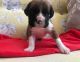 Boxer Puppies for sale in Alaska St, Staten Island, NY 10310, USA. price: NA