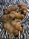 Boxer Puppies for sale in 813 FL-436, Altamonte Springs, FL 32714, USA. price: NA