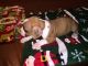 Boxer Puppies for sale in Harrisburg, IL 62946, USA. price: NA