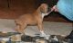 Boxer Puppies for sale in Albuquerque, NM, USA. price: $500