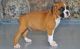 Boxer Puppies for sale in Honolulu, HI, USA. price: NA
